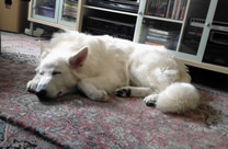 Meucci mit einem Jahr in seinem Zuhause